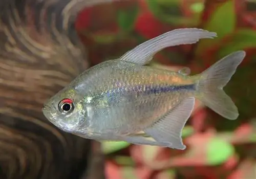 Diamanti Tetra