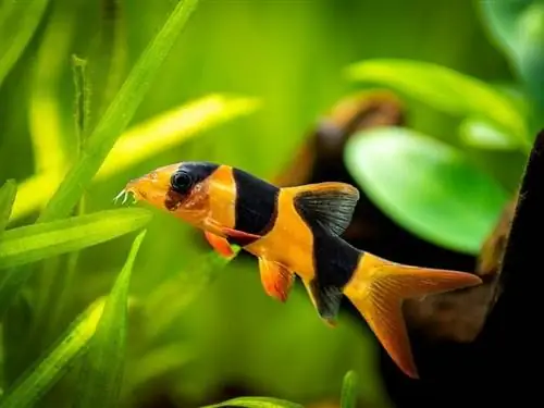 clown-loach