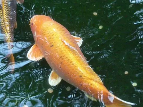 Gold-Koi-Karpfen im Teich