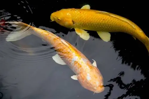 goldene Koi im Teich