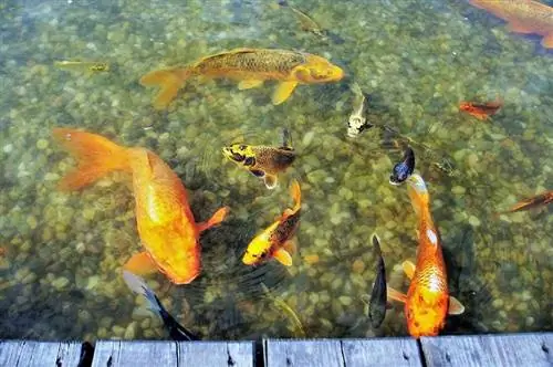 ein Koi-Teich