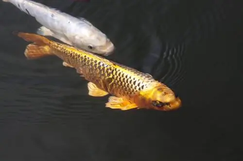 Goldkoi schwimmen im Teich