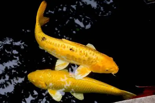 Peshku Gold Koi (Yamabuki Ogon Koi): Informacion, Foto, Origjina & Fakte