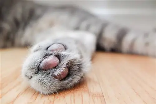 ¿Por qué a los gatos no les gusta que les toquen las patas? 7 razones probables