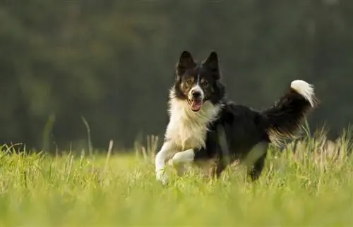 collie perbatasan