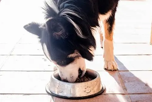 Border Collie mănâncă