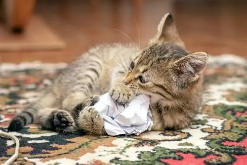 gato jugando papel arrugado