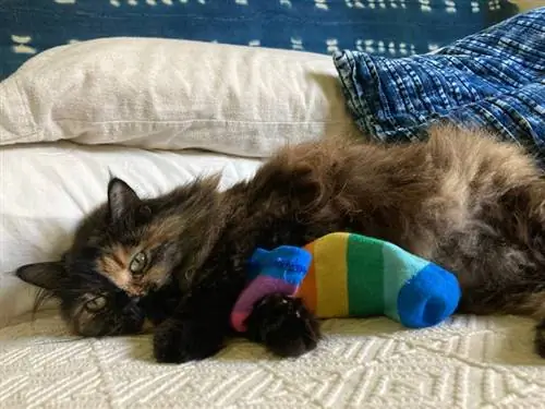 gato jugando calcetín arcoiris