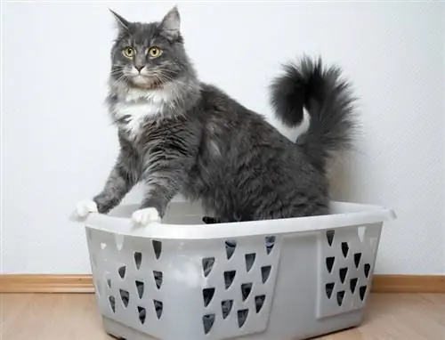 un gato maine coon en un cesto de ropa sucia