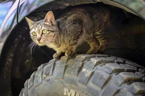 katten kommer ut av bilmotoren