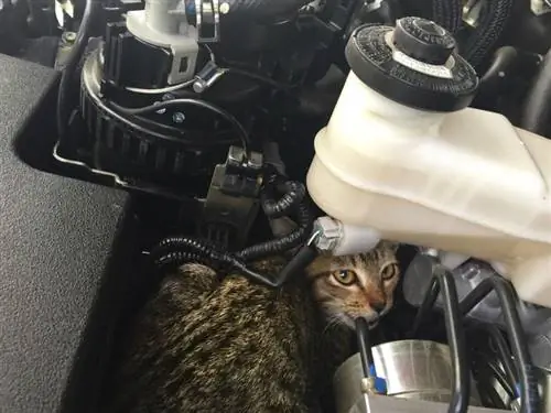 Come far uscire un gatto dal motore di un'auto: 5 metodi efficaci