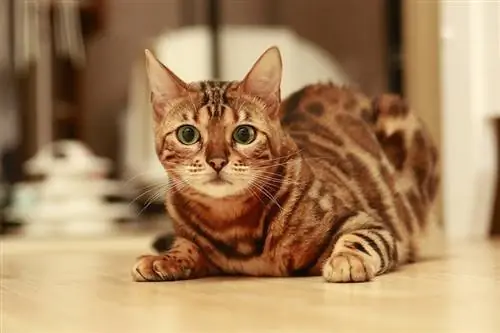 bengal cat na nakahiga sa sahig