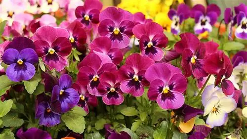 verskeidenheid pansies