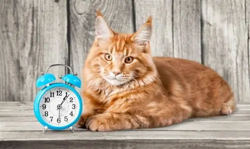 Os gatos têm noção do tempo? A resposta chocante