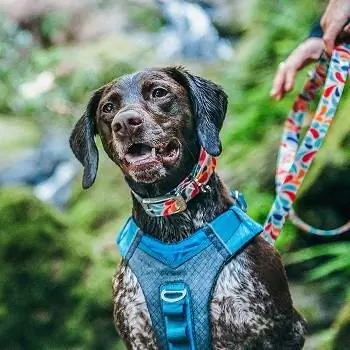 10 Pinakamahusay na Waterproof Dog Collars noong 2023 – Mga Review & Mga Nangungunang Pinili