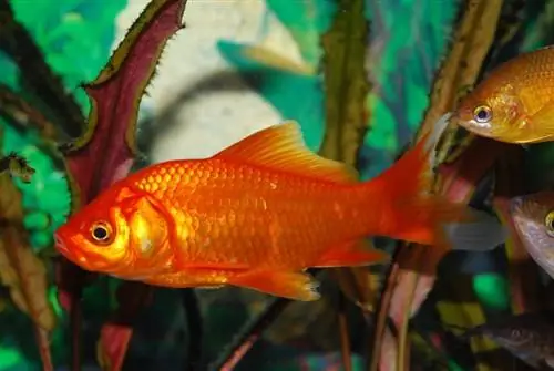 poisson rouge commun dans l'aquarium