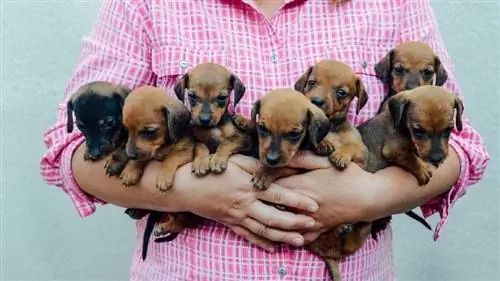 dachshund լակոտներ