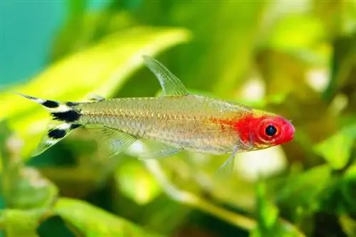 Rummyneus Tetra