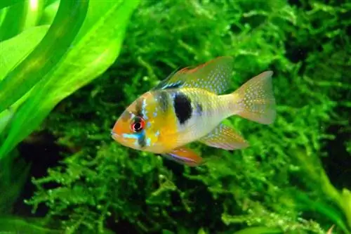 الفراشة cichlid