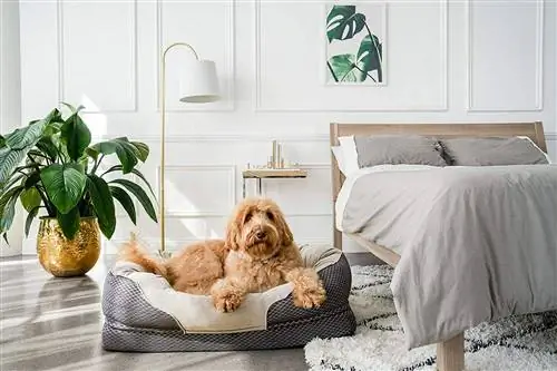 10 bästa BolsterDogBeds under 2023 – Recensioner & Toppval