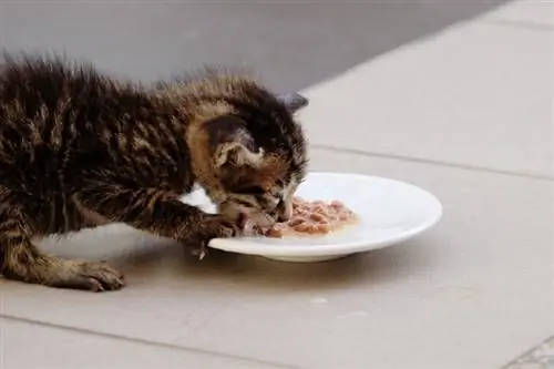 kitten eet natvoer als ontbijt