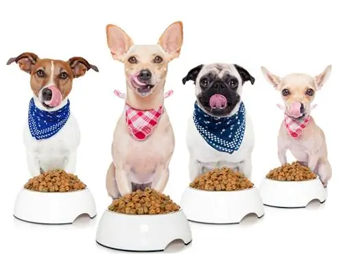 Petits chiens avec de la nourriture pour chien