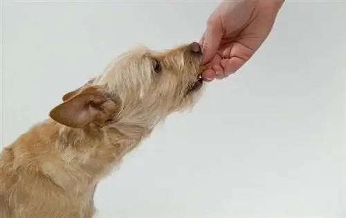 Chien mangeant de la nourriture