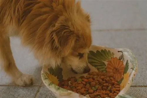 10 Migliori alimenti per cani per mangiatori di cacca – 2023 Recensioni & Top Picks