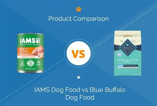 Nourriture pour chiens IAMS vs nourriture pour chiens Blue Buffalo : notre comparaison approfondie de 2023