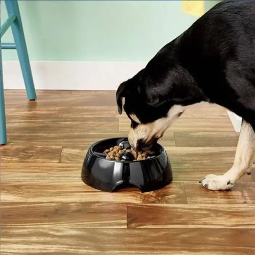 Paras Slow Feeder Dog Bowl