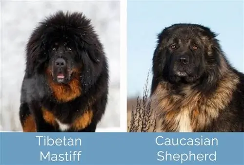 Mastiff Tibet vs Gembala Kaukasia berdampingan