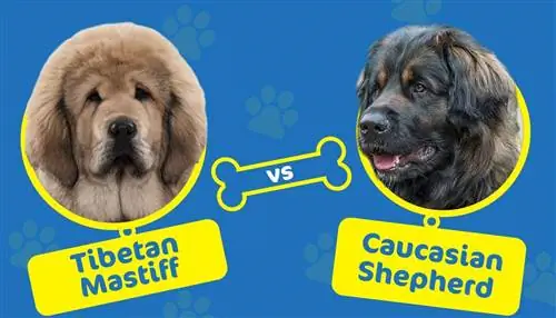 Tibetan Mastiff vs Caucasian Shepherd: Apakah Perbezaannya?