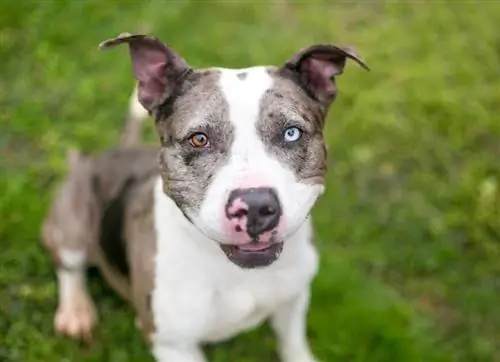 Pitahoula (Catahoula & Pitbull Mix) Raseinformasjon: Bilder, egenskaper, & Fakta