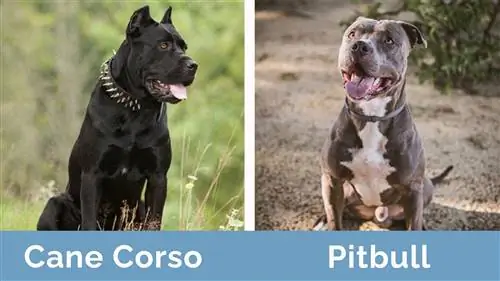 cane corso contra pitbull