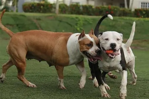 Pitbulls