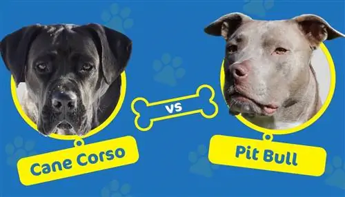 Cane Corso contro Pit Bull: quali sono le differenze?