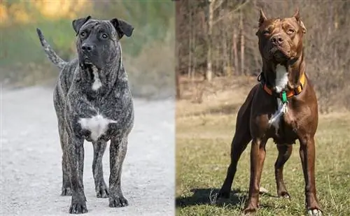 presa canario és pitbull vizuális megjelenései