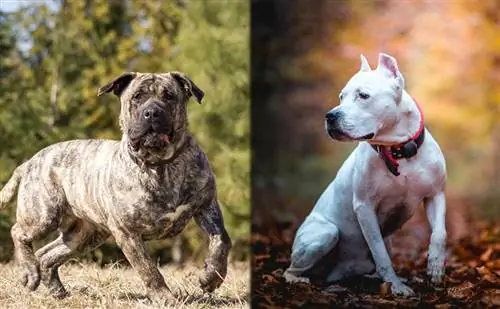 presa canario és pitbull a szabadban