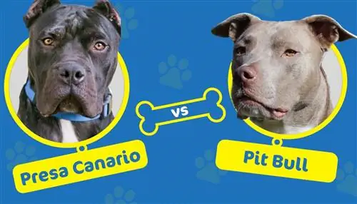 Presa Canario vs Pitbull: Mi a különbség?