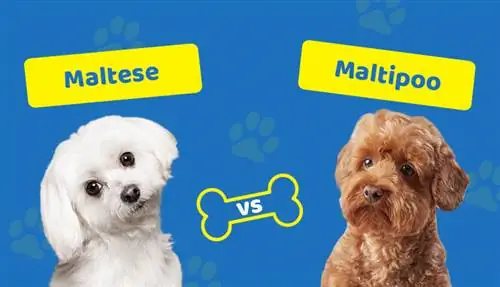 M altês vs. M altipoo: Qual é a diferença?