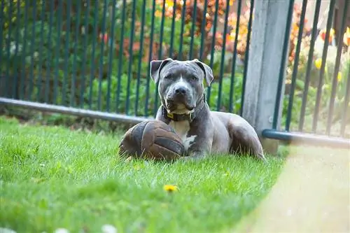 neopolitansk mastiff utomhus