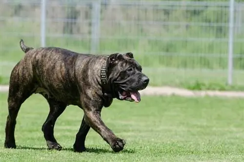 neopolitische mastiff reekalf