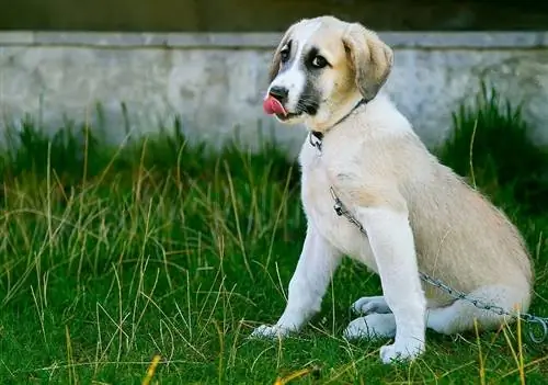 Anatolian mastiffin pentu