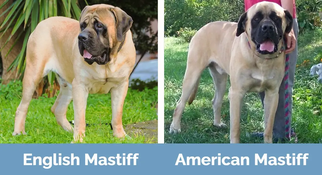 Engelsk mastiff vs amerikansk mastiff - visuella skillnader