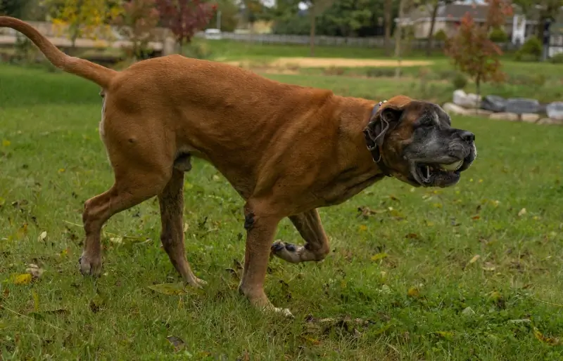 anglický mastiff běží na travnatém poli