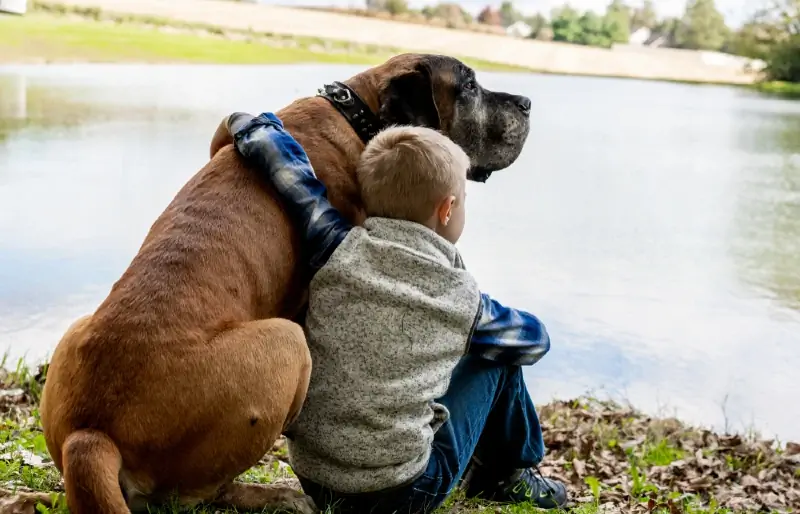 ragazzo seduto con il cane mastino inglese accanto al lago