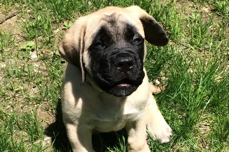 anak anjing mastiff di atas rumput