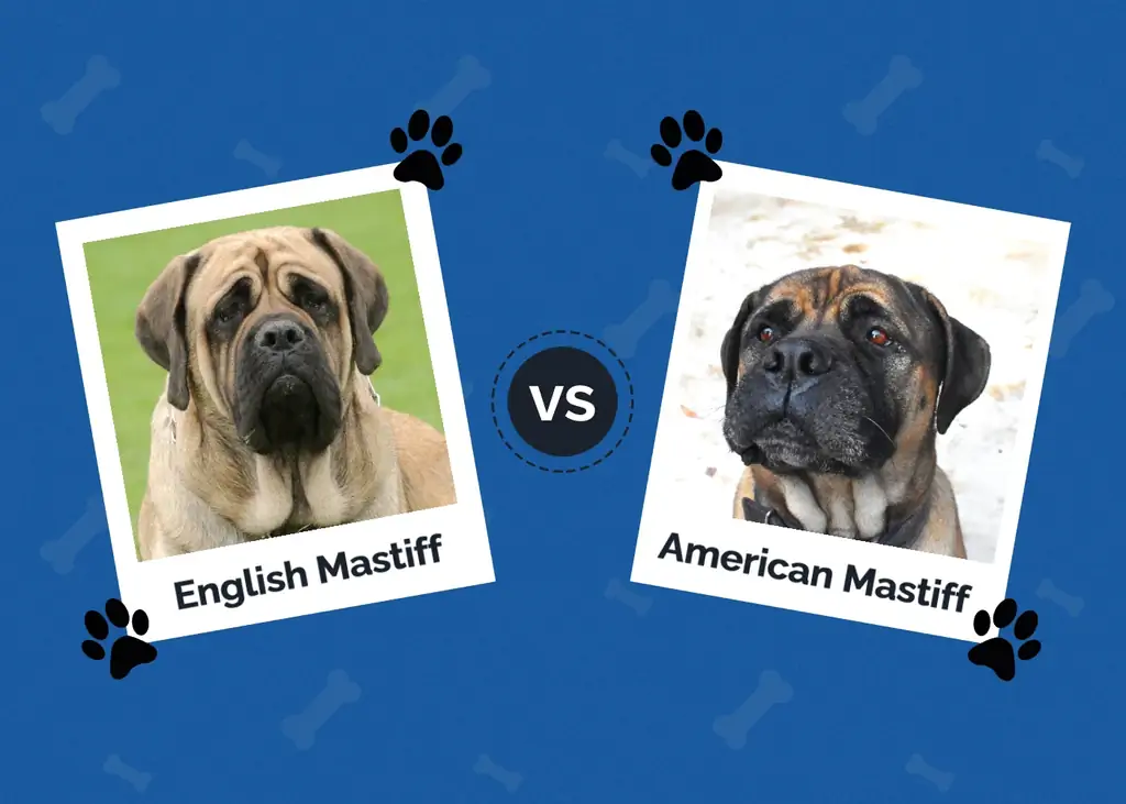 Mastiff inglês vs americano: as diferenças (com fotos)