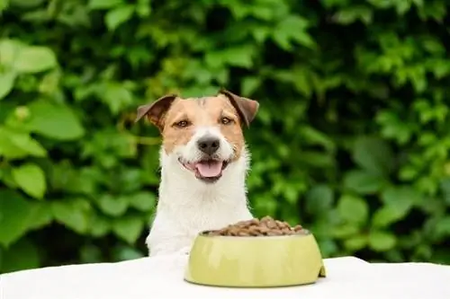 Perro comiendo croquetas