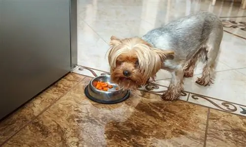 cachorro yorkshire terrier comendo em uma tigela